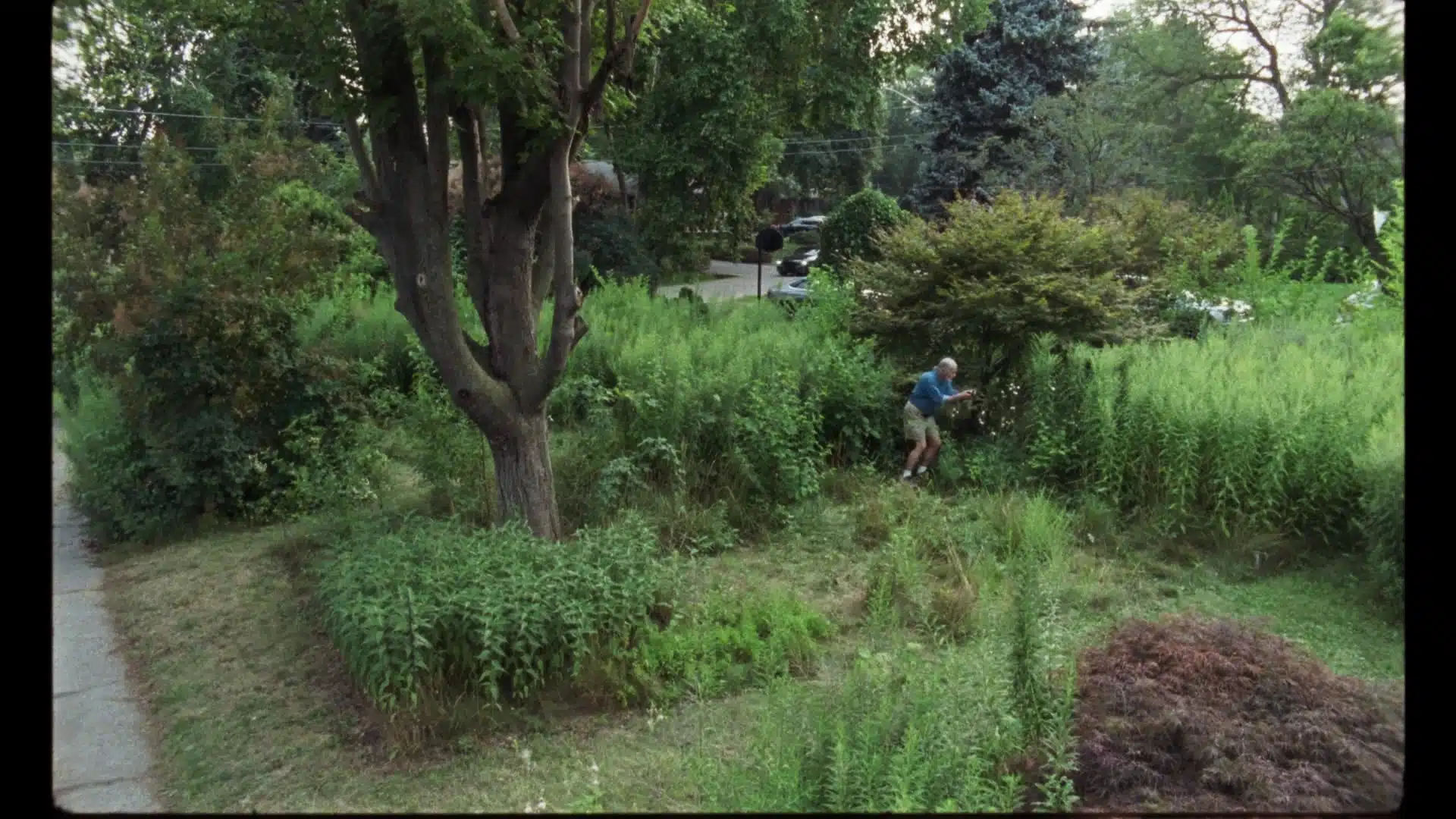 COMPETITION FRANCOPHONE - A WOLF IN THE SUBURBS